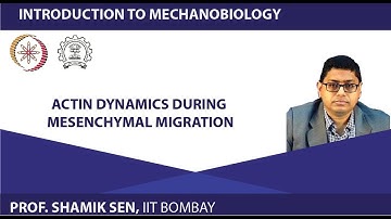 Actin Dynamics during Mesenchymal Migration