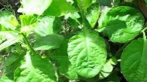 Những điều cần lưu ý khi sử dụng rau cải trời