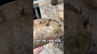 There are two ways we grow sweet potato slips on our homestead