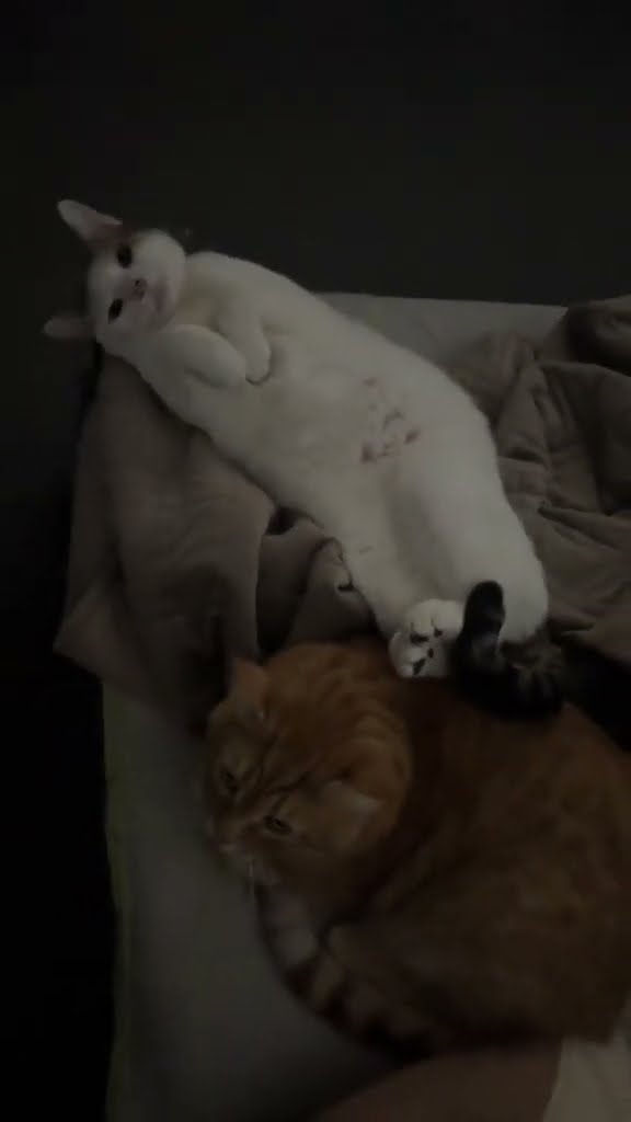 Top des vidéos très mignon petit chaton