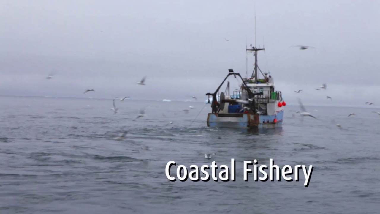 Royal Greenland fisheries in Greenland YouTube