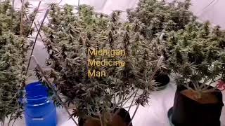 Blue Dream, Bruce Banner & Strawberry Lemonade grow.
