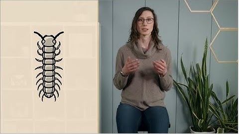 Arthropod evolution and classification | arthropods characteristics | entomology lect | Module 01.03