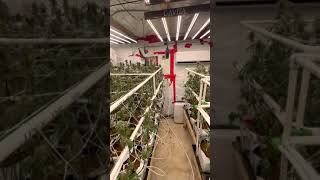 GrowShowJoe RoomB week6 PM issues. Gavita Floraflex
