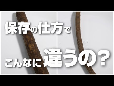 「改訂版」ごぼうの保存法が本当に効果があるのかを検証してみたら驚きの結果に！