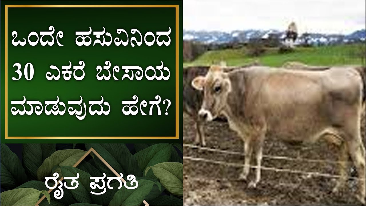 ನೈಸರ್ಗಿಕ ಕೃಷಿ | 1 ಹಸುವಿನಿಂದ 30 ಎಕರೆ ಬೇಸಾಯ ಮಾಡುವುದು ಹೇಗೆ | EP –22 | Natural Farming | Raitha Pragathi