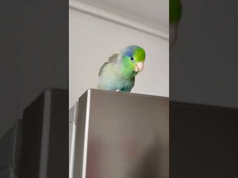 #pacificparrotlet #forpus #forpuscoelestis