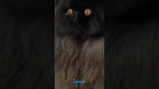 kucing hitam dengan mitos yang bersamanya #fauna #ilmupengetahuan #kucing