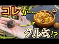 クルミを拾って食べてみた