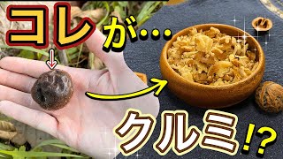 クルミを拾って食べてみた