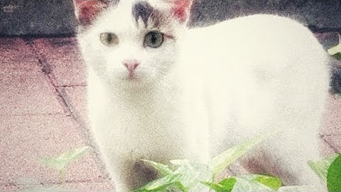 Snapseed edit 🐱🐈