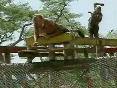 Survivor: Vanuatu - Chris Takes the Balance Beam O...