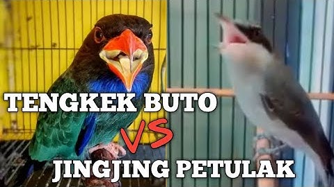 MASTERAN MEWAH KOMBINASI JINGJING PETULAK VS TENGKEK BUTO 