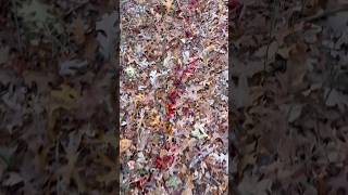 Sevr Hybrid 1.5 Blood Trail Insane