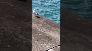 Seagull Walking at Lake Michigan Shore #shorts