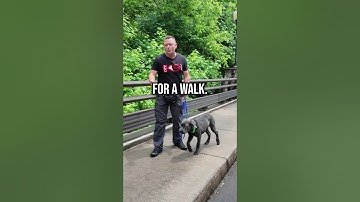 When to Introduce the Prong Collar (The RIGHT Way)