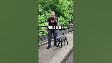 When to Introduce the Prong Collar (The RIGHT Way)