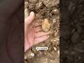Paddle Drill #arrowhead #arrowheadhunting #nativeamerican #artifacts #artifacthunting #rockhounding