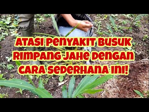 Video: Penyakit Umum Tanaman Jahe: Cara Mengobati Penyakit Jahe Di Kebun