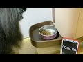 (Vesiri)早食いフードボウルを試す前にいつも何秒で食べているのか計測してみた！≪ポメラニアン#190≫
