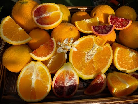 Апельсины. Почему выбывают некоторые сорта 🏡🍊