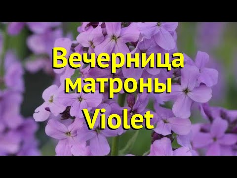 Видео: Hesperis Plant - Советы по борьбе с ракетой в саду