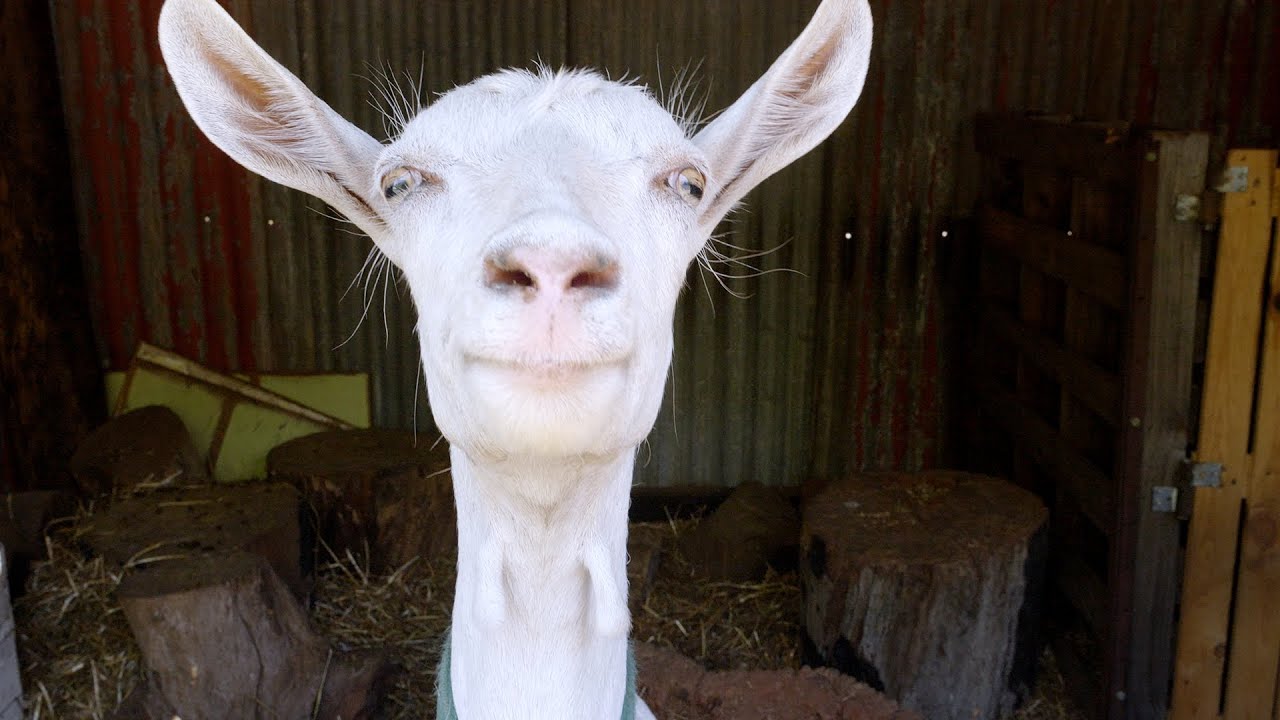 Goats Gone Wild: Hilarious Garden Hijinks on Our Homestead | Our Mischievous Goats Strike Again!