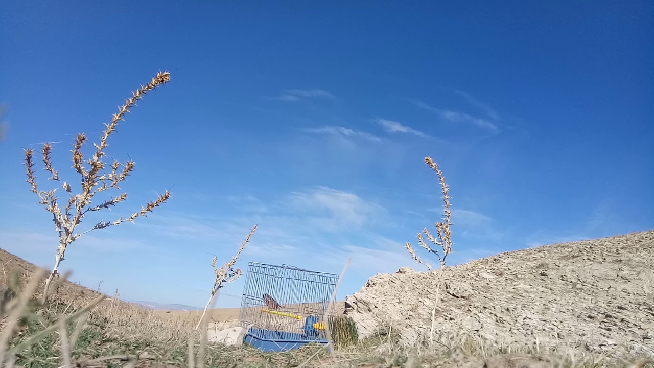 صيد الطائر التفاحي