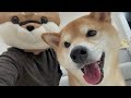 飼い主が柴犬の被り物を被って帰宅したらどうなる!?