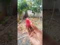 வாங்க water apple சாப்பிடலாம்/water apple 🍏 hervesting#waterapple #hervesting #viral