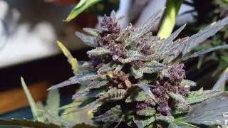 fastbuds BananaPurplePunchAuto outdoor-ERNTE Lila mit etwas Grauschimmel