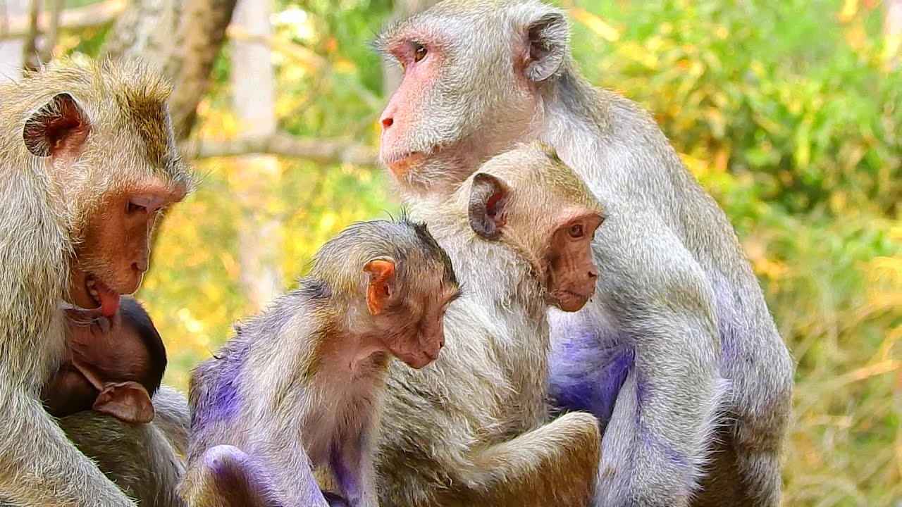 Janet got bad experience from Jane, Monkey Janet crying, Update monkey Janna, Jane and Janna