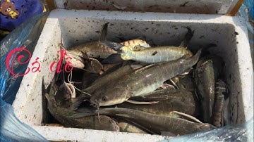 Câu cá “vồ biển “ trúng đậm dính toàn “cá to”giao lưu cùng cần thủ mới