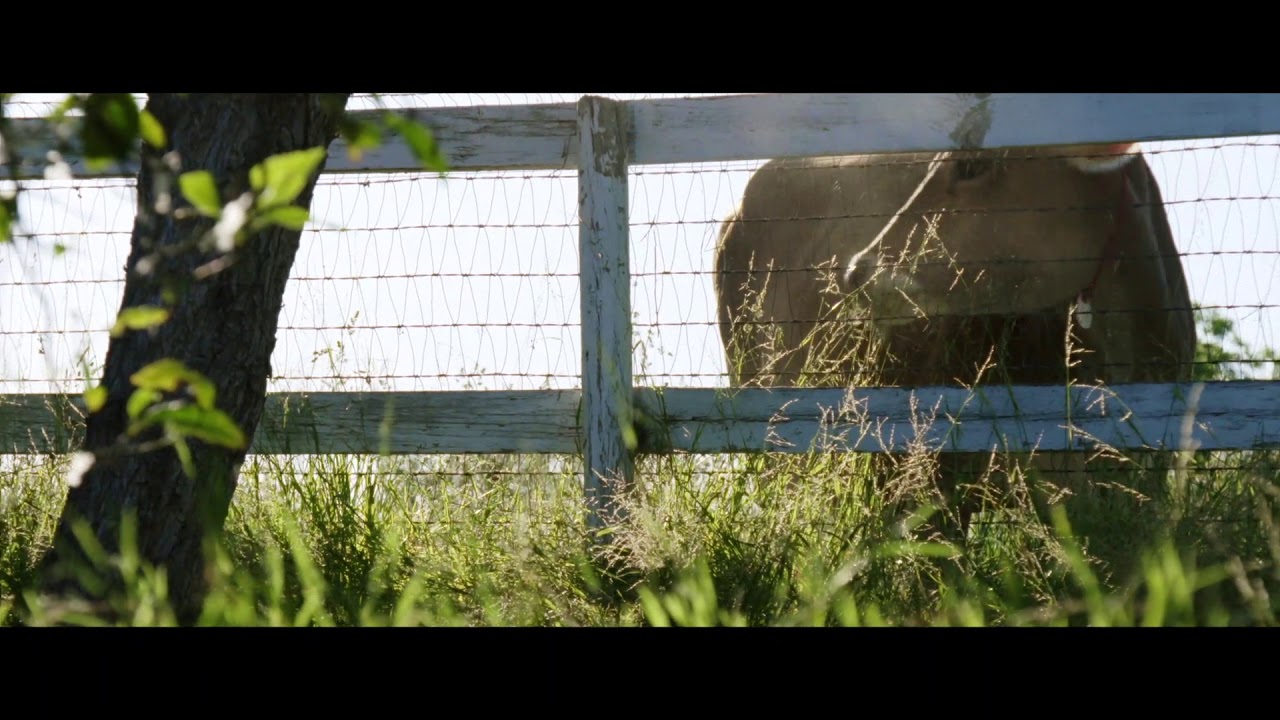 LA FATTORIA DEI NOSTRI SOGNI - The Biggest Little Farm - IN SALA DAL 5  SETTEMBRE 2019