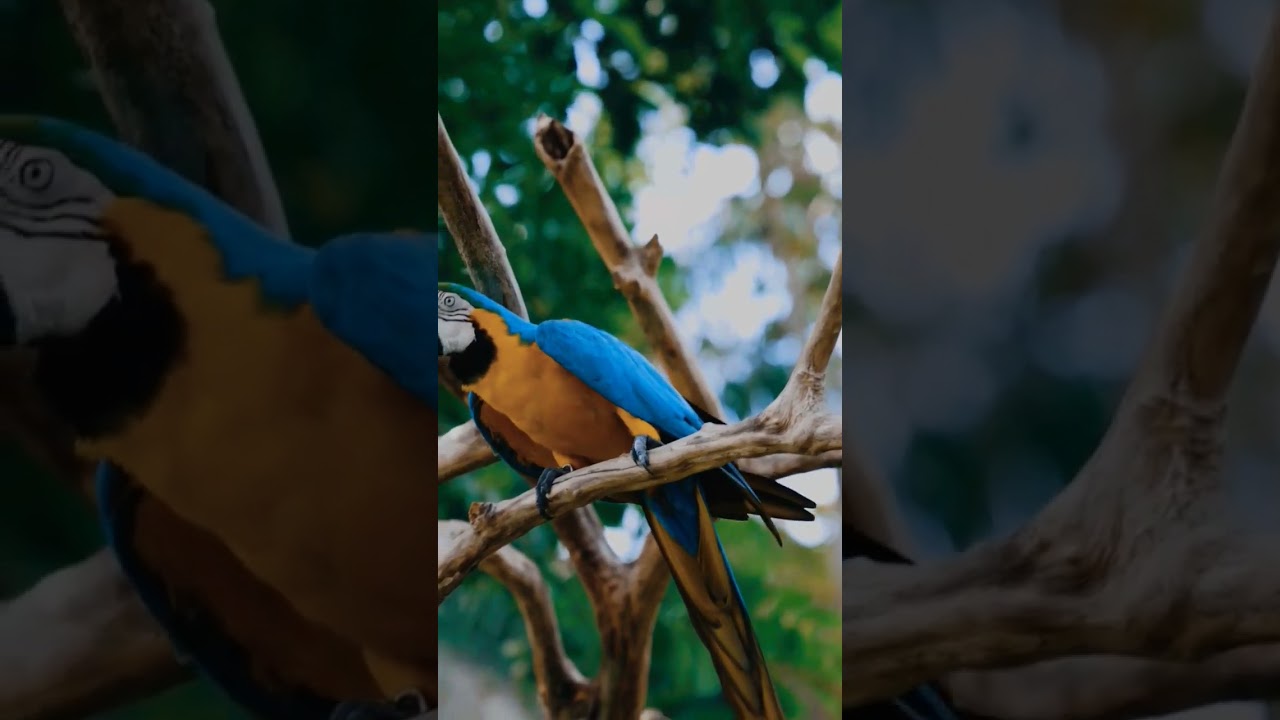 macaw bird dancing on song 