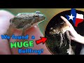 Meet the Frogs of Texas! (they say everything is bigger... they weren't wrong...)