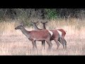 Благородные олени накануне гона. Red deer on the eve of the rut