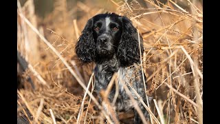 Gundog Training  Working a Spaniel in the Beating Line.