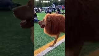 كلب يشبه الأسد - dog or lion