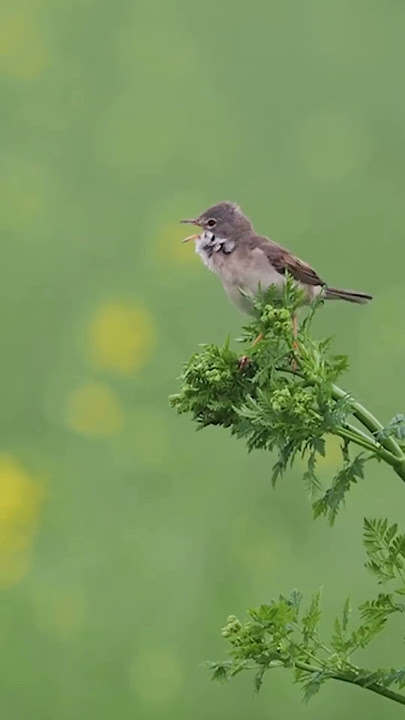 Common whitethroat. #birds #suaraburungkicau #suarakicauanburung #birdspecies #birdsinging #bird