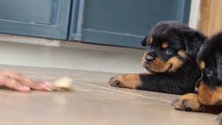 💞 UNSEEN 𝗥𝗨𝗦𝗧𝗬 𝗖𝗛𝗘𝗥𝗥𝗬 Puppies | Cute 𝗥𝗢𝗧𝗧𝗪𝗘𝗜𝗟𝗘𝗥 𝗣𝗨𝗣𝗣𝗜𝗘𝗦 Playing 😍 | Rottweiler Puppies Sleeping