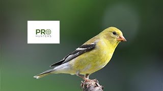 American Goldfinch Sound  Birds Call for Pro Hunters