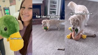 Golden Retriever Charlie Gets New Stuffed Toy For Easter by Charlie The Golden 18 39,344 views 1 month ago 3 minutes, 31 seconds