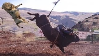 Buffalo ve Aslanın Güç Mücadelesi İnanılmaz Anlar Birbirlerini Parçaladılar