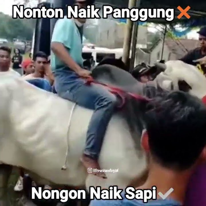 Story wa terbaru ll nonton naik panggung❌nonton naik sapi✅