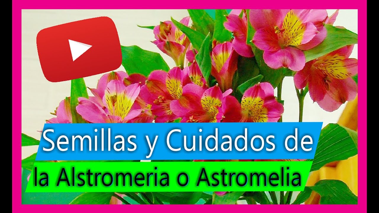 Cultivo de Alstromeria (astromelias - astromerias) El único Modo de sacar  semillas - thptnganamst.edu.vn