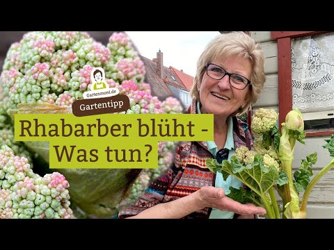 Video: Ist die Sternjasminblüte essbar?