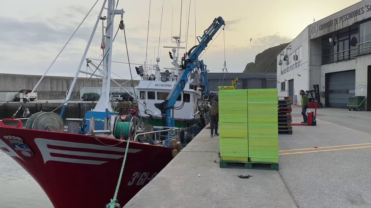 Primera subasta de bocarte en Laredo: 8.000 kg del Nuevo Virgen Poderosa