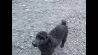 Poodle Dog For Adoption Chien Lucky