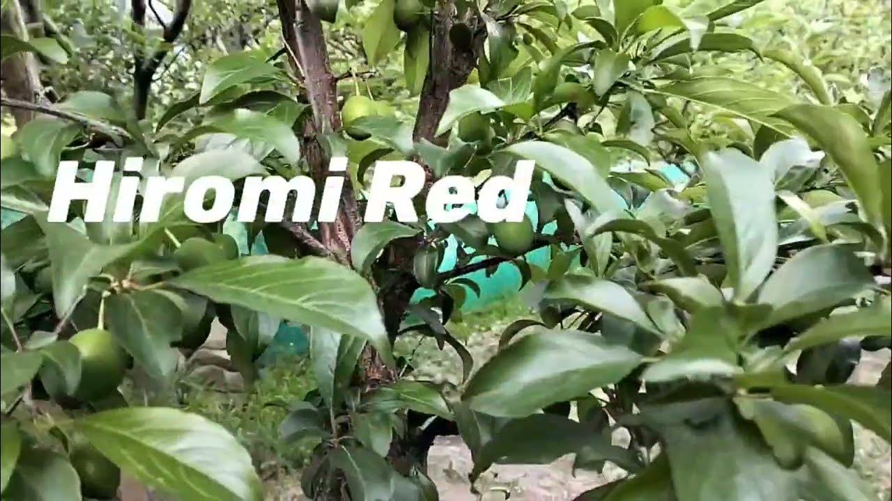 Black splendor/Crimson glo/Hiromi red variety Plum& Royal Delicious